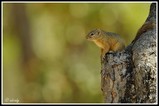 Tree squirrel - Biyamiti camp (South Africa)