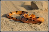 Tiger snake - Kruger NP (South Africa)