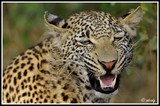 Hissing leopard(♂) - Sabi Sand (South Africa)