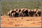 The race... - Addo NP (South Africa)