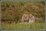 Lions in love - Tembe Park (South Africa)