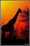 Girafe sunset - Kruger NP (South Africa)
