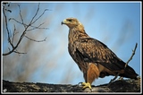 Tawny eagle - Kruger NP (South Africa)