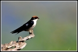 Lonely swallow - Ndumo (South africa)