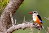 Mangrove  kingfisher - kruger NP (South Africa)