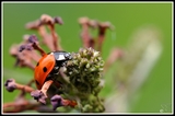 Ladybug - My garden (Belgium)