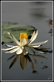 Waterlilly reflection - Kosi Bay (South Africa)