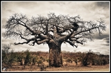 Baobab - Kruger NP (South Africa)