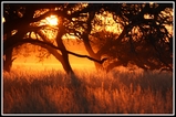 Kalahari morning (Afrique du Sud)