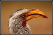 Ugly beauty (Hornbill)- Kruger NP(South Africa)