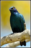 Metallic blue starling - Kruger NP (South Africa)