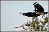 Take off (Martial eagle) - Kruger NP (South Africa)