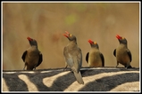 Red-billed Oxpeckers - Kruger NP (South Africa)