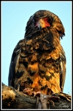 Bateleur eagle (immature) - Kruger NP (South Africa)
