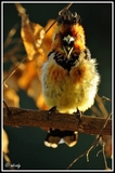 Crested barbet calling - Kruger NP (South Africa)