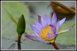 Waterlily - Kruger NP (South Africa)