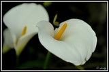 White arum lilies - Graskop (South Africa)