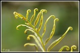 The curlz of fern - Everglades NP (Florida)