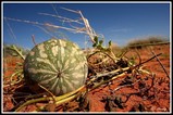 Tsama melon - Kalahari desert (South Africa)