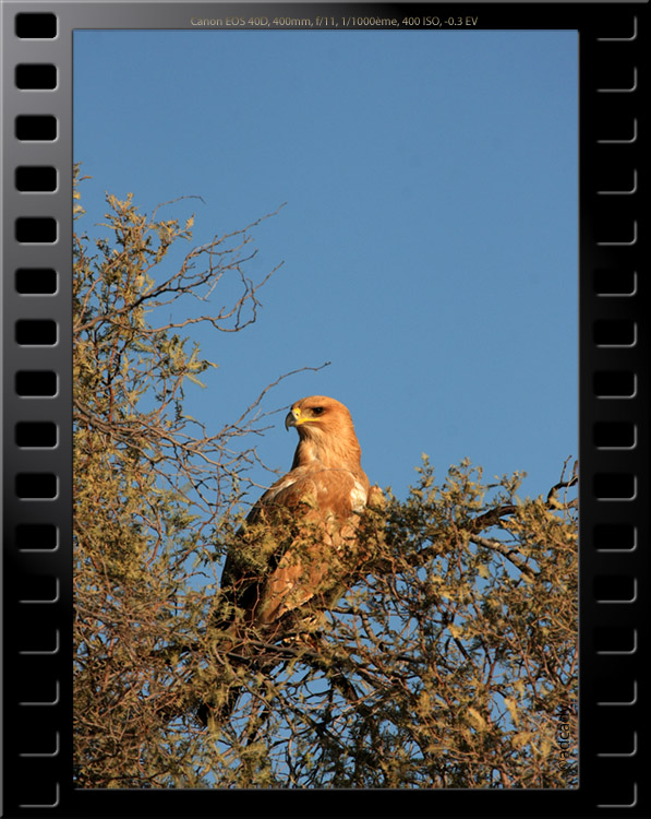 tawny eagle augrabies