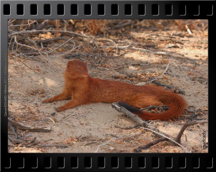 slender mongoose kgalagadi