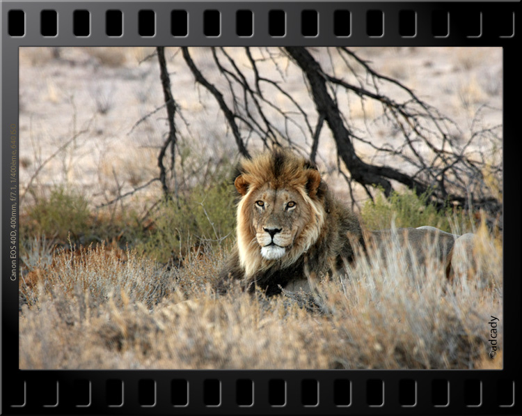 lion kalahari
