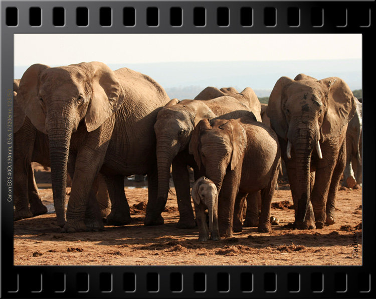 elephants herd Addo