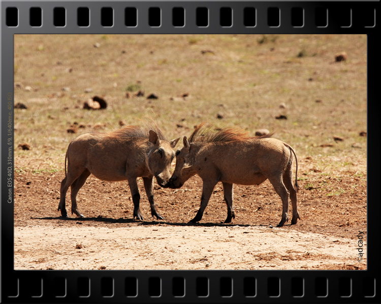 pumba warthogs Addo