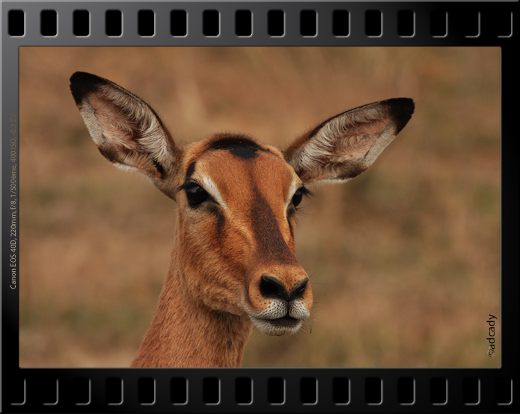Hluhluwe impala