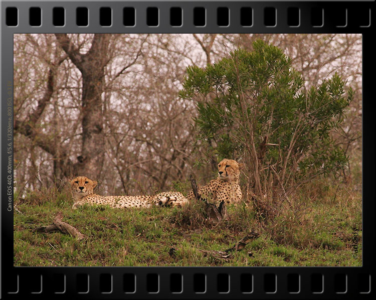 hluhluwe umfolozi cheetahs
