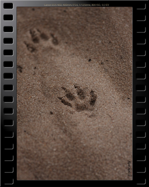mongoose tracks