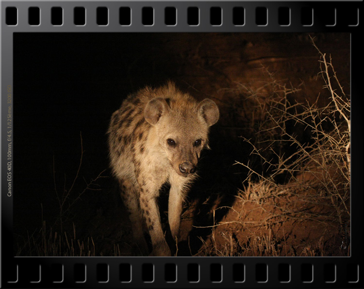 hyena night drive