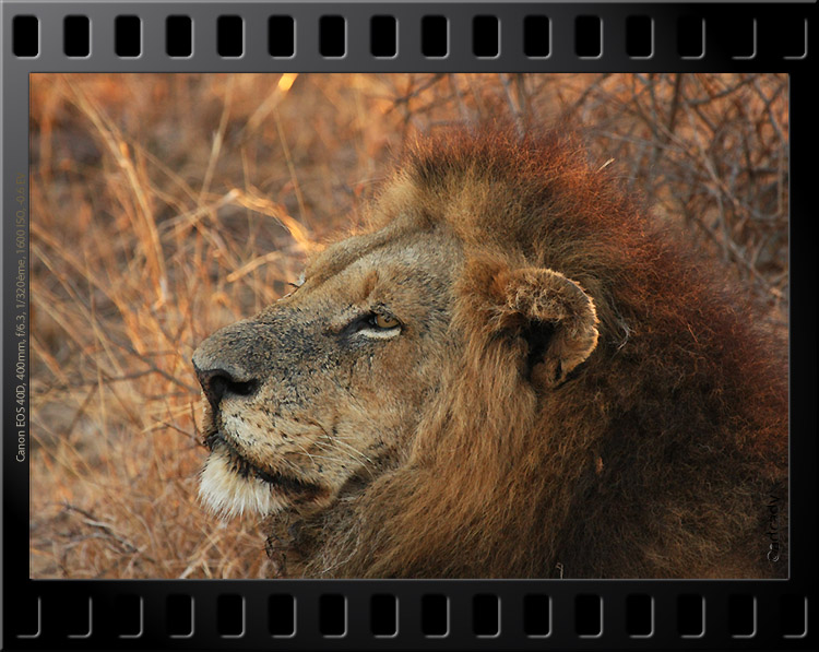 lion Kruger