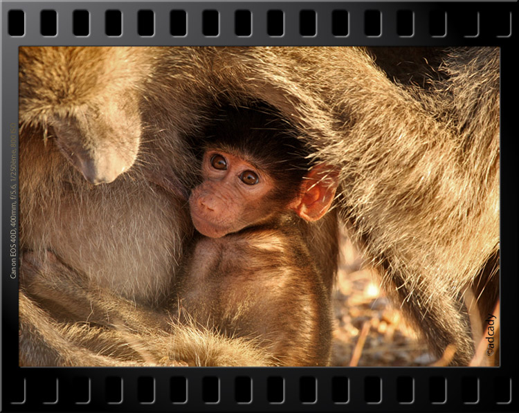 baboon baby kruger