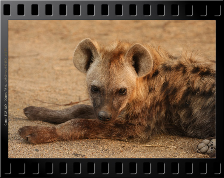 hyena kruger