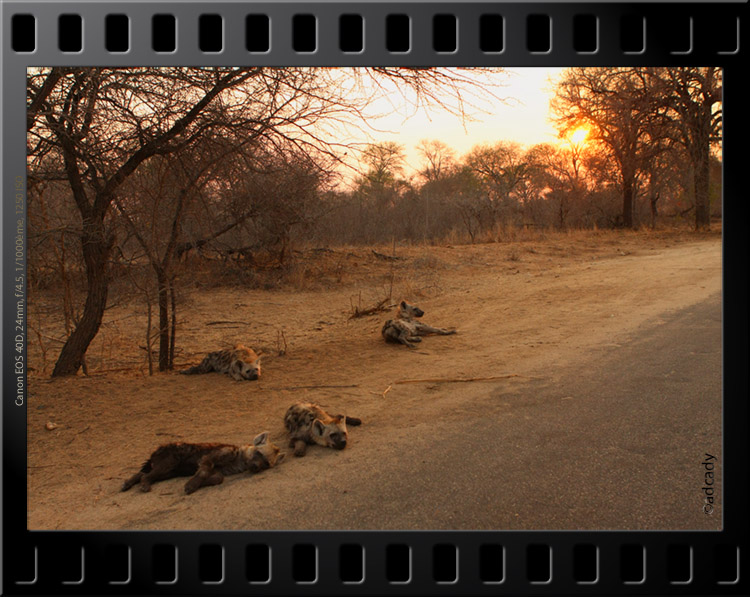 hyenas kruger sunset