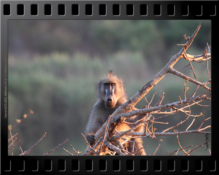 baboon Lower sabie Kruger