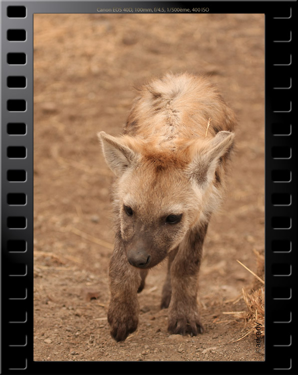 hyena kruger