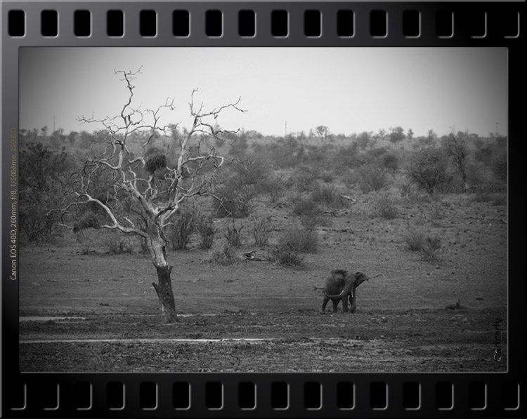 elephant dry tree ngotso Kruger