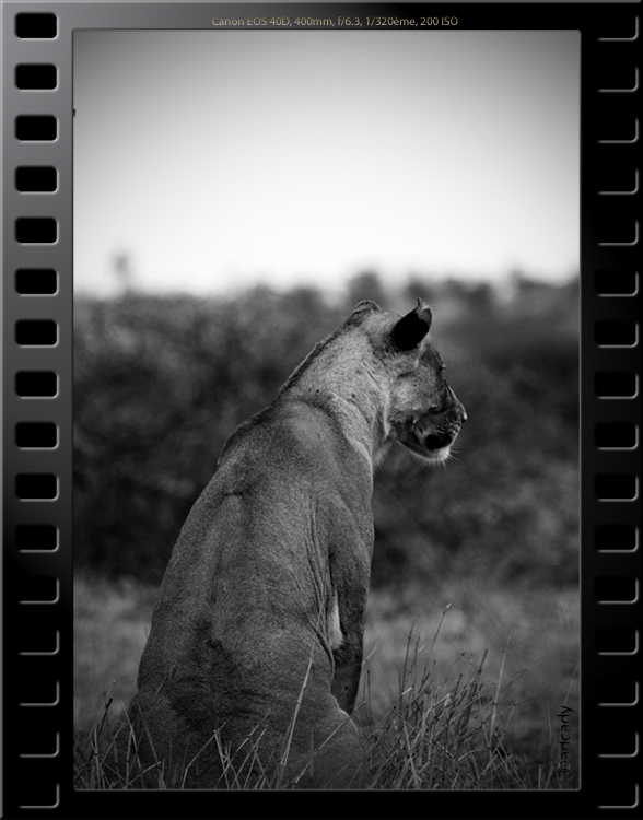 lioness kruger