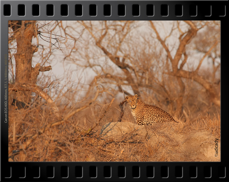 safari leopard sabi sand