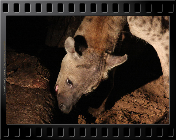 hyena night kill