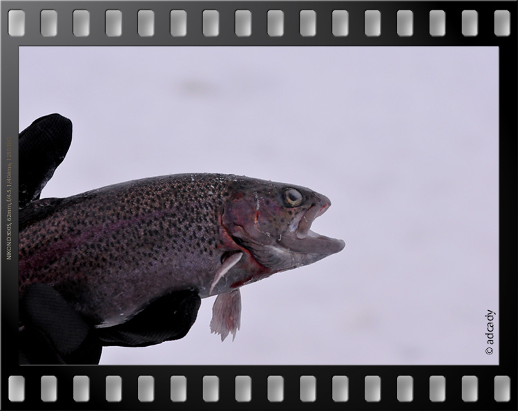 snow  lapland  salmon trout fishing