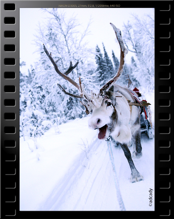 reindeer finland lapland